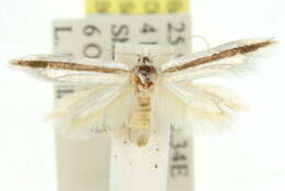 Image of <i>Epiphthora anisaula</i>