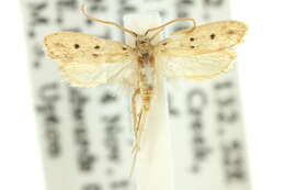 Image of Anaptilora parasira Meyrick 1916