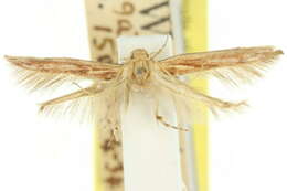 Image of Stathmopoda cephalaea Meyrick 1897