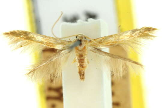 Pachyrhabda steropodes Meyrick 1897 resmi