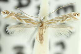 Image of Aristaea acares (Turner 1939)