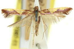 Sivun Caloptilia xanthopharella (Meyrick 1880) kuva