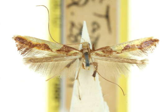 Sivun Caloptilia xanthopharella (Meyrick 1880) kuva