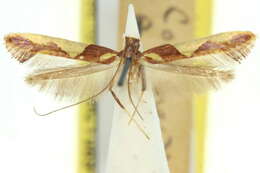 Sivun Caloptilia xanthopharella (Meyrick 1880) kuva