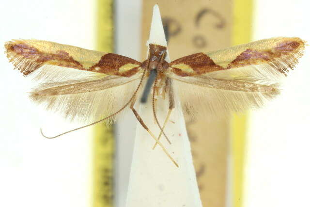 Sivun Caloptilia xanthopharella (Meyrick 1880) kuva