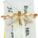 Image of Caloptilia