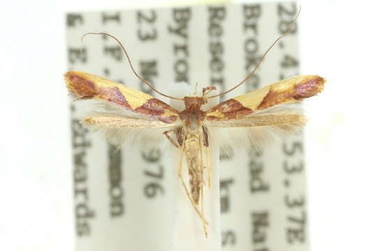 Image of Caloptilia