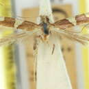 Image of Caloptilia plagiotoma (Turner 1913)