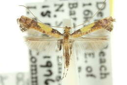 Imagem de Caloptilia ecphanes (Turner 1940)