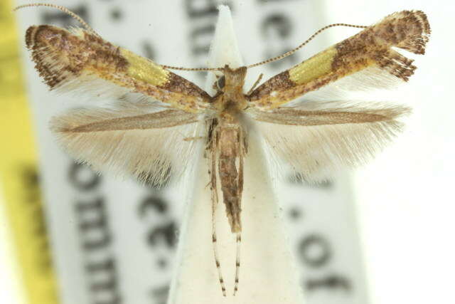 Imagem de Caloptilia ecphanes (Turner 1940)