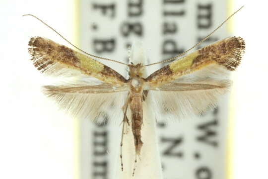 Imagem de Caloptilia ecphanes (Turner 1940)