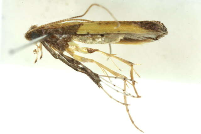 Image of Azalea leafminer