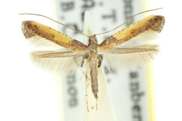 Image of Azalea leafminer