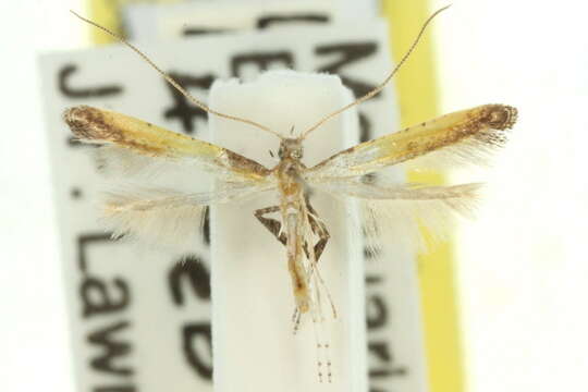 Image of Azalea leafminer