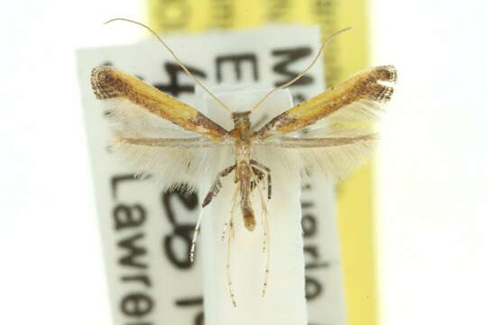 Image of Azalea leafminer