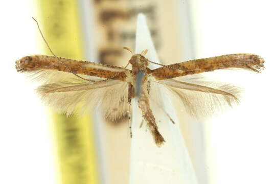 Sivun Caloptilia xylophanes (Turner 1894) kuva