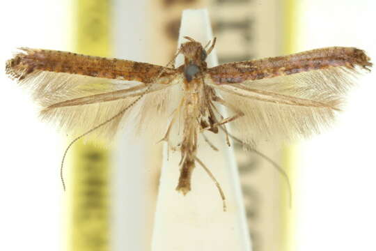 Imagem de Caloptilia xylophanes (Turner 1894)