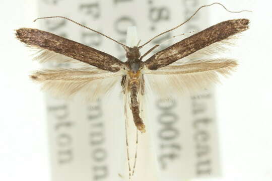 Image of Caloptilia euglypta (Turner 1894)