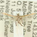 Image of Caloptilia stictocrossa (Turner 1947)