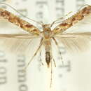 Imagem de Caloptilia ostracodes (Turner 1917)