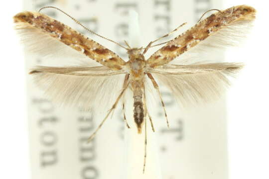 صورة Caloptilia ostracodes (Turner 1917)