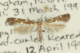 Image of Caloptilia octopunctata (Turner 1894)