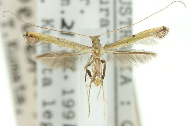 Image de Caloptilia protiella (van Deventer 1904)