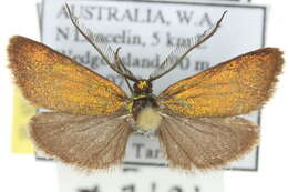 Image of <i>Pollanisus nielseni</i>