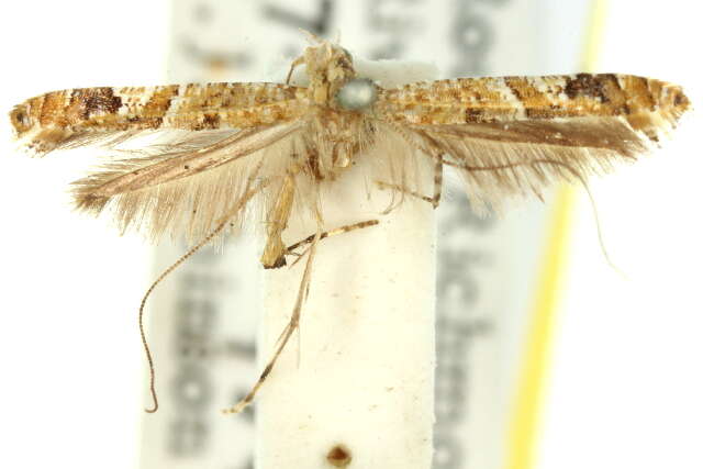 Imagem de Caloptilia plagata (Stainton 1862)