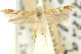 Imagem de Caloptilia plagata (Stainton 1862)