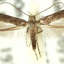 Image of Caloptilia