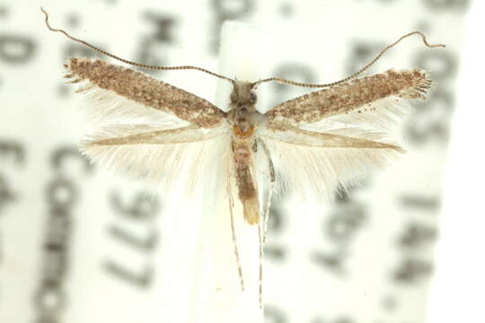 Image of Caloptilia