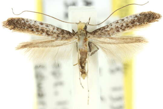 صورة Caloptilia pedina (Turner 1923)