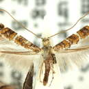 Image of Calybites lepidella (Meyrick 1880)