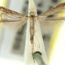 Image of Metacercops cuphomorpha (Turner 1940)