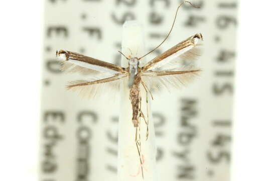 Image of Caloptilia