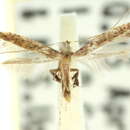 Image of Caloptilia