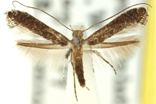 Image of Caloptilia