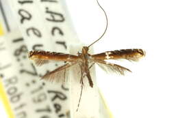 Image of Caloptilia