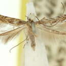 Image of Epicephala colymbetella Meyrick 1880