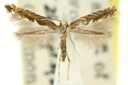 Image of Acrocercops alysidota (Meyrick 1880)