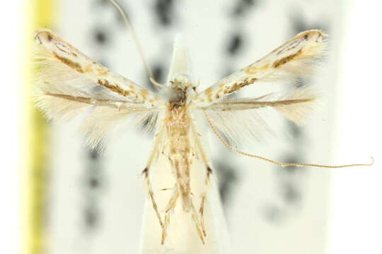 Image of Cuphodes maculosa Turner 1940