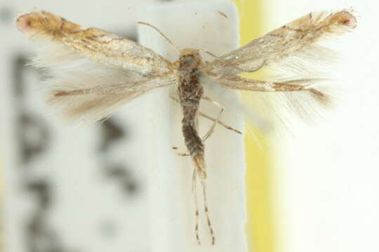 Phyllonorycter messaniella (Zeller 1846)的圖片