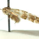 Слика од Phyllonorycter enchalcoa (Turner 1939)