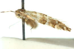 Image of Phyllonorycter enchalcoa (Turner 1939)