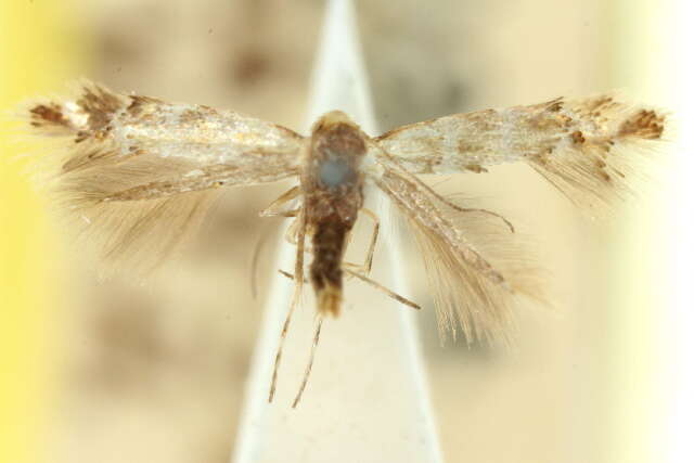 Image of Phyllonorycter enchalcoa (Turner 1939)