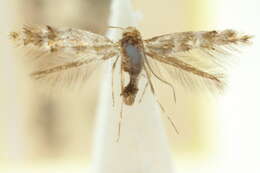 Image of Phyllonorycter enchalcoa (Turner 1939)