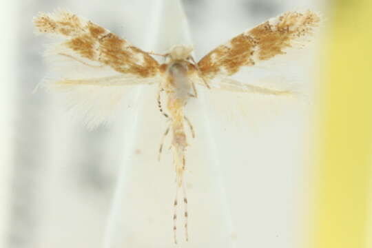 صورة Phyllonorycter conista (Meyrick 1911)