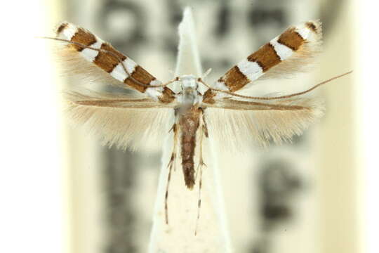 Image of Acrocercops macaria Turner 1913