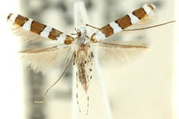 Image of Acrocercops macaria Turner 1913